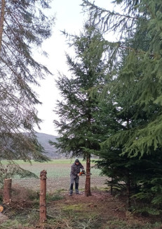 2022_Weihnachtsbaum